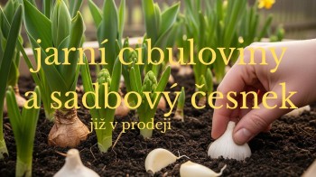 Jarní cibuloviny a sadbový česnek
