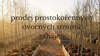 Prodej prostokořenných sazenic