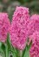 Hyacinty