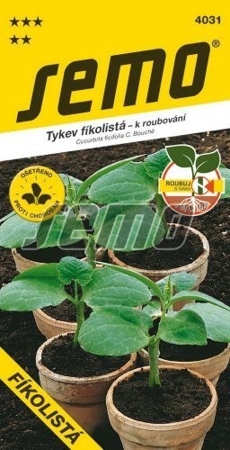 Tykev - FÍKOLISTÁ