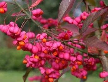 Brslen evropský, QP