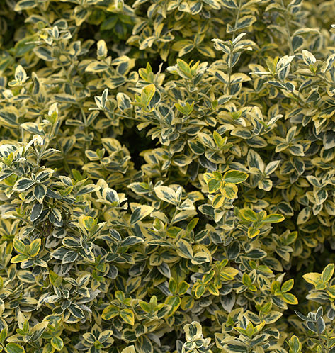 Brslen fortunův EMERALD´N GOLD, K0,5