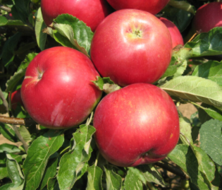 Jabloň IDARED - M106