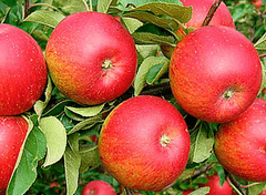 Jabloň RUBÍN - M26