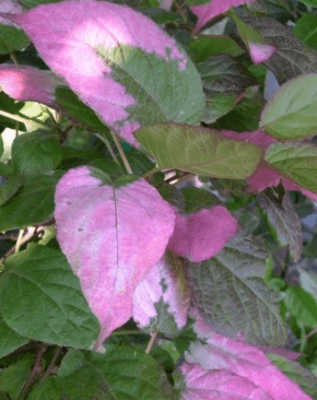 Kiwi - Actinidia kolomikta ADAM - samec