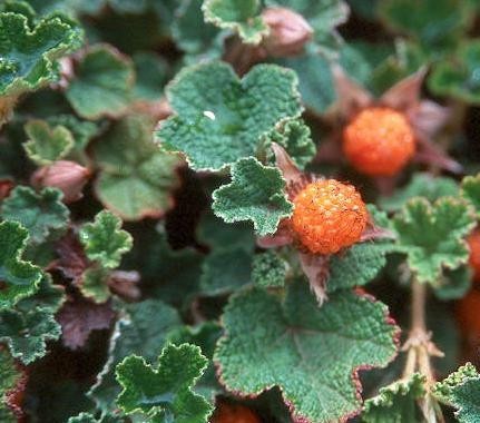 Ostružiník kalíškatý - Rubus hayata-koidzumii