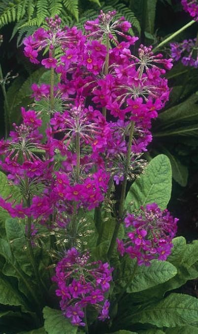 Prvosenka patrovitá - P. beesiana