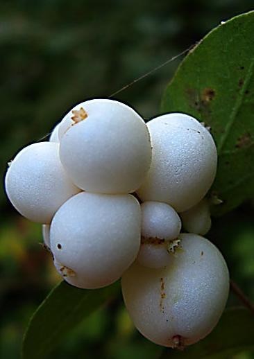 Pámelník bílý, K1