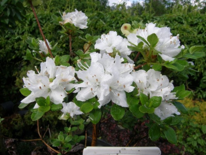Rhododendron impeditum Album