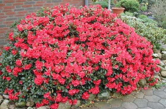 Rhododendron BADEN BADEN K0,5