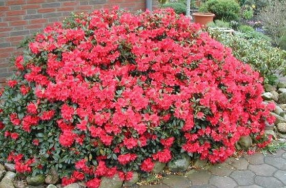 Rhododendron BADEN BADEN