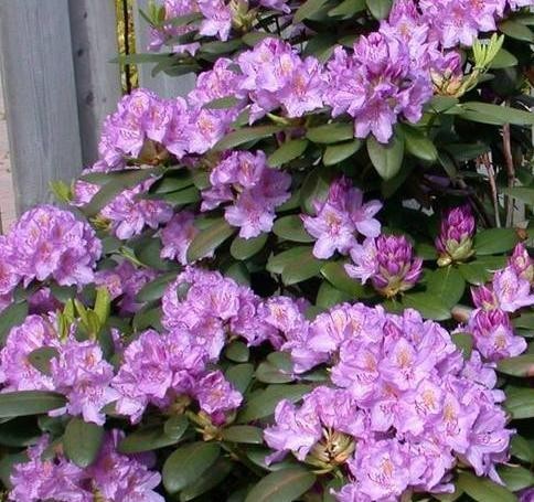 Rhododendron ´Catawbiense Grandiflorum´