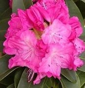 Rhododendron ´Germania´