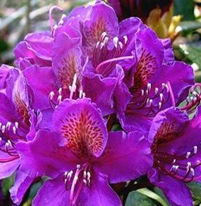 Rhododendron ´Marcel Menard´ (30-40cm-K5)