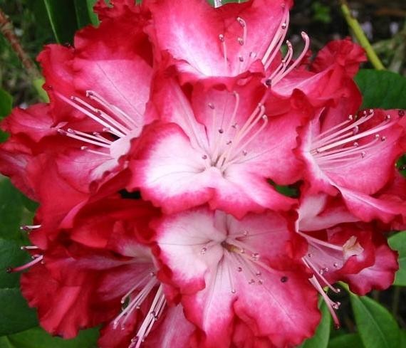 Rhododendron ´President Roosevelt´