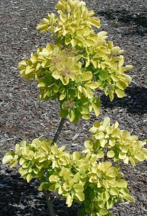 Ruj vlasatá ´Golden Lady´