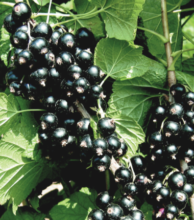 Rybíz černý ÖJEBYN - stromkový