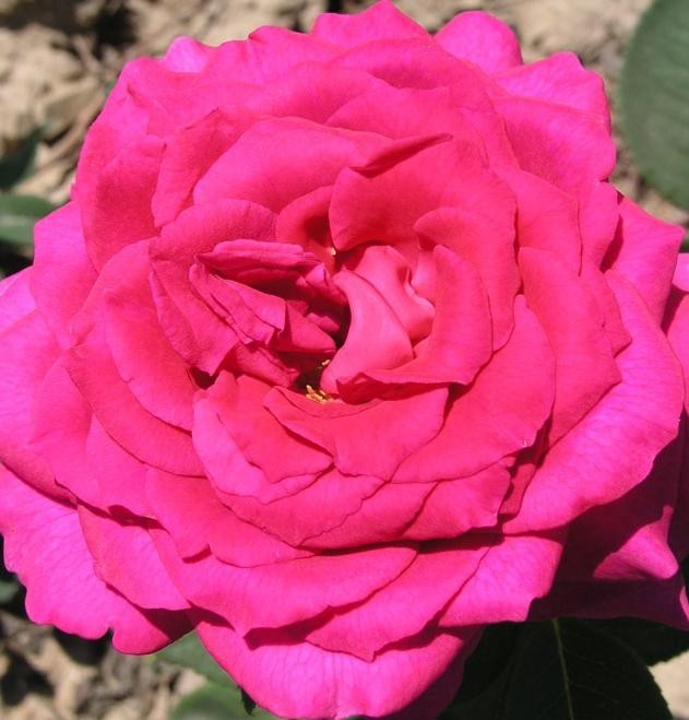Růže BIG PURPLE