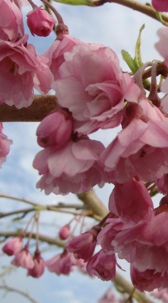 Sakura ´AUTUMNALIS ROSEA´