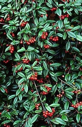 Skalník vrbolistý ´Parkteppich´