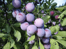 Slivoň Althanova renklóda - myr.