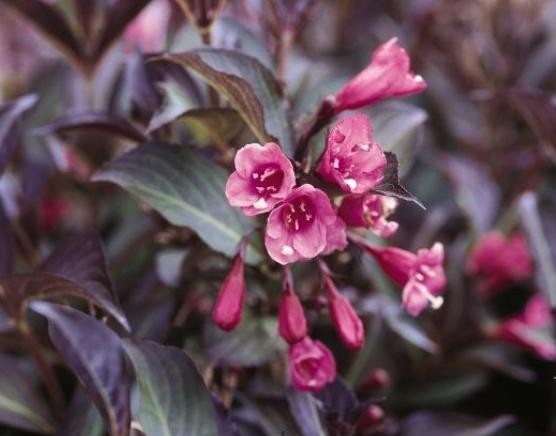 Vajgélie květnatá NANA PURPUREA, K1