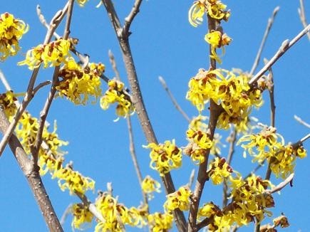 Vilín prostřední ´Arnold Promise´ - žluté květy