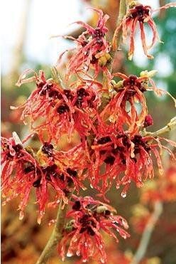 Vilín prostřední ´Diane´- červené květy