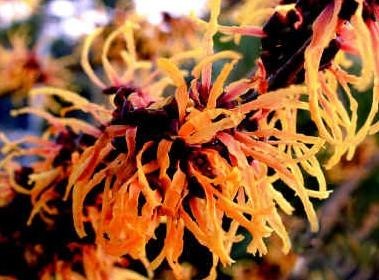 Vilín prostřední ´Aphrodite´- oranžové květy