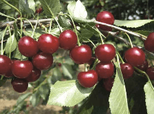 Višeň UJFEHÉRTOI FÜRTÖS - mah.