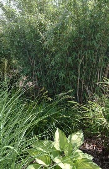 Bambus - Fargesia nitida