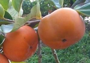 Tomel - Diospyros kaki TIPO