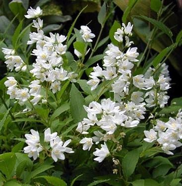 Trojpuk něžný NIKKO