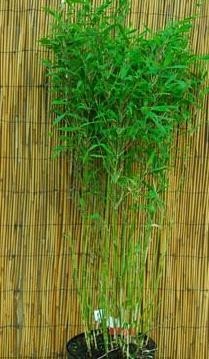 Bambus - Fargesia murieliae ´Bimbo´