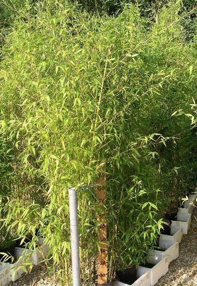 Bambus - Phyllostachys aurea