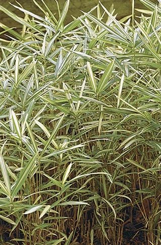 Bambus - Pleioblastus variegatus