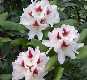 Rhododendron ´Schneeauge´