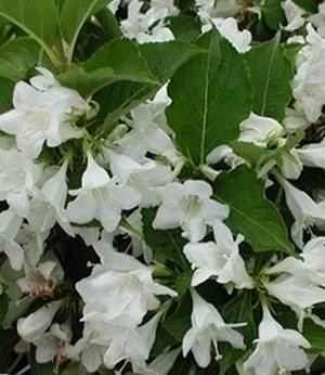 Vajgélie CANDIDA, K1