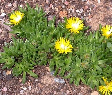 Delosperma basuticum GOLD NUGGET