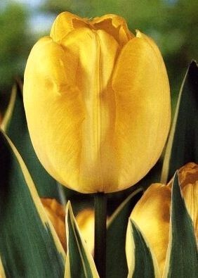 Tulipán GARANT