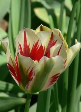 Tulipán FLAMING SPINGGREEN