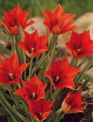 Tulipán - Tulipa linifolia 10ks