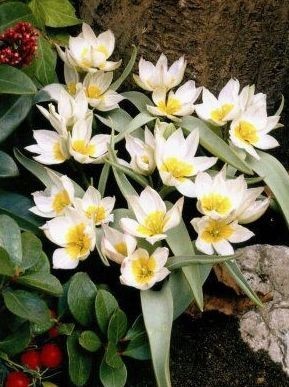 Tulipán - Tulipa polychroma 5ks