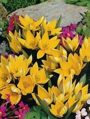 Tulipán - Tulipa urumiensis 10ks