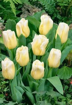 Tulipa CALGARY FLAME 5ks