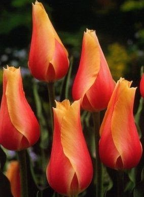 Tulipán BLUSHING BEAUTY