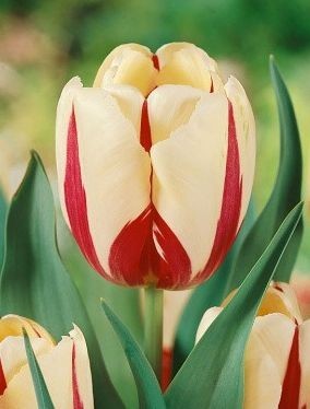 Tulipán WORLD EXPRESSION