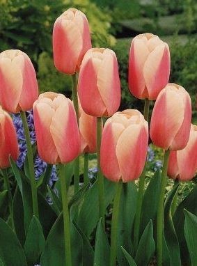 Tulipán OLLIOULES