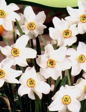 Narcis bílý - Narcissus poeticus var. recurvus 5ks