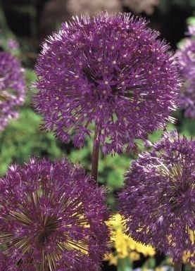 Česnek PURPLE SENSATION 5 ks